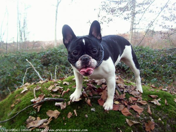 Photo de Bouledogue franais