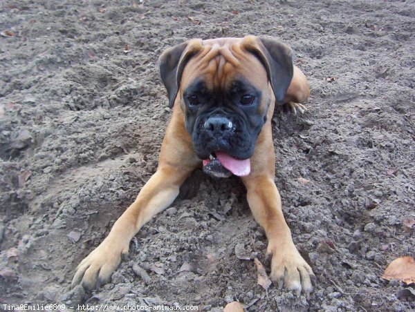 Photo de Boxer