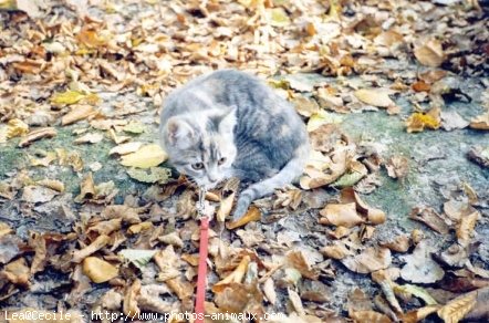 Photo de Chat domestique