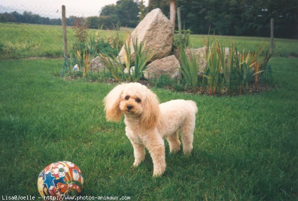 Photo de Caniche moyen