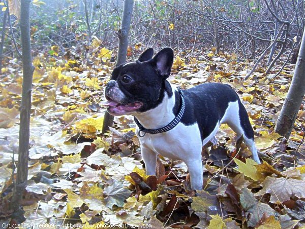 Photo de Bouledogue franais