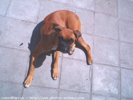 Photo de Boxer