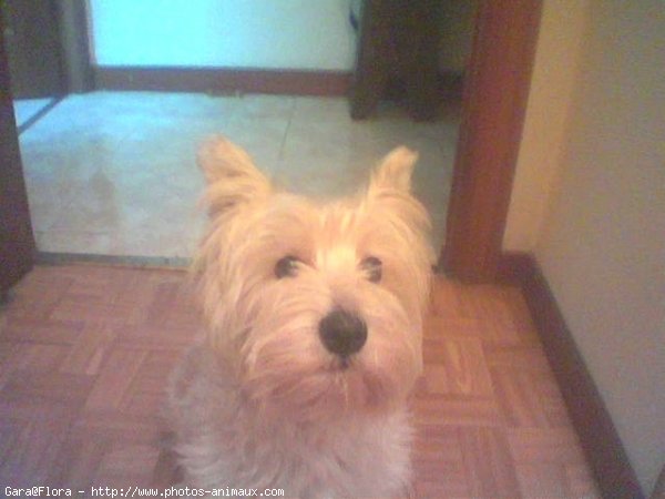 Photo de West highland white terrier