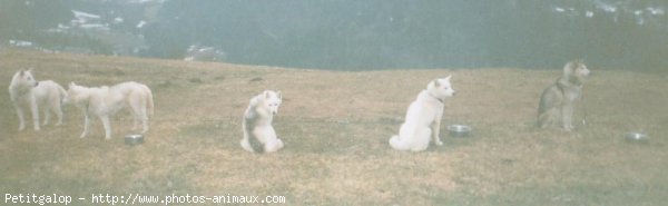 Photo de Races diffrentes