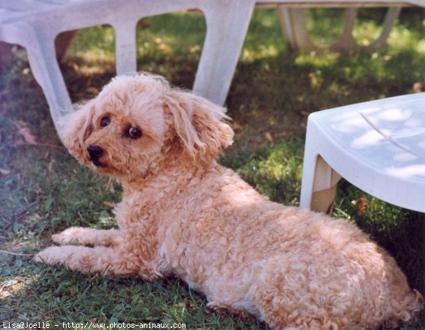 Photo de Caniche moyen