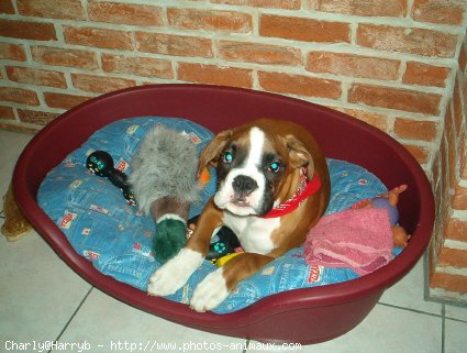 Photo de Boxer