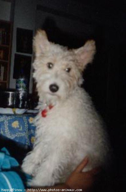 Photo de Fox terrier  poil dur