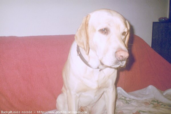 Photo de Labrador retriever