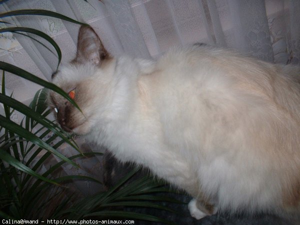 Photo de Sacr de birmanie