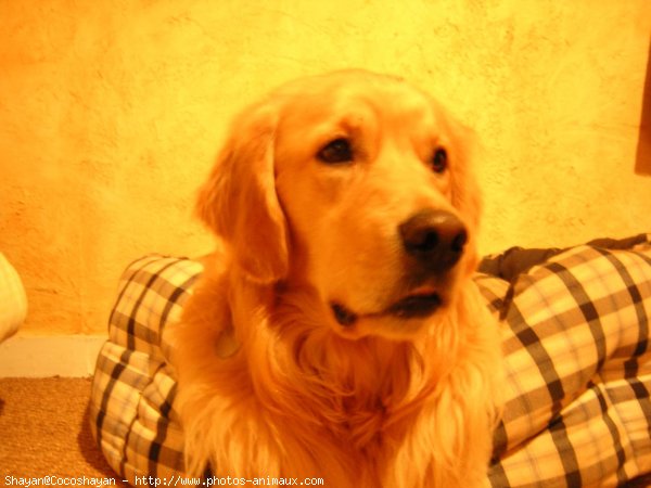 Photo de Golden retriever