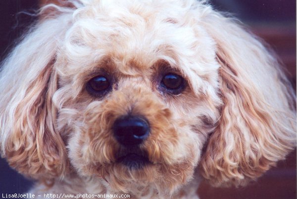 Photo de Caniche moyen