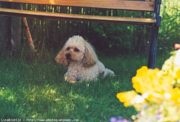 Photo de Caniche moyen