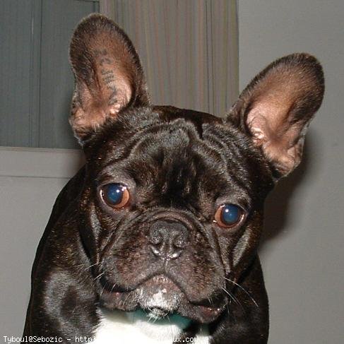 Photo de Bouledogue franais