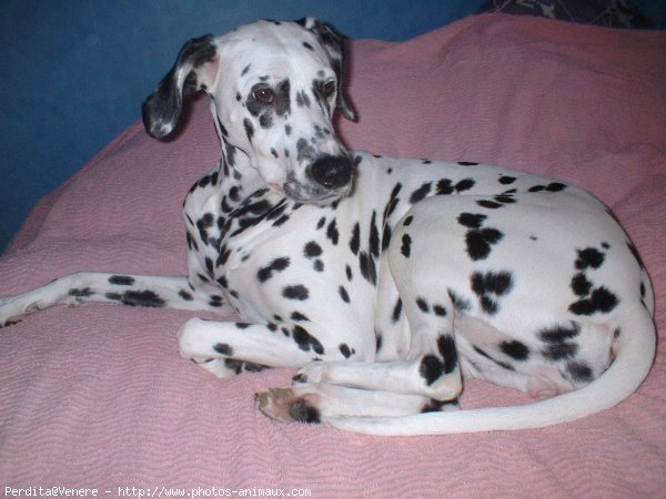 Photo de Dalmatien