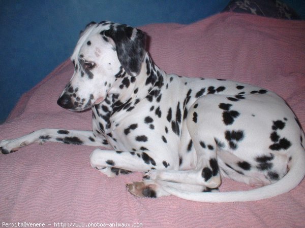 Photo de Dalmatien