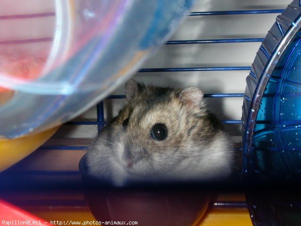 Photo de Hamster