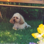 Photo de Caniche moyen