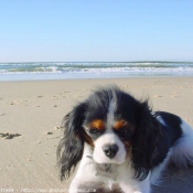 Photo de Cavalier king charles spaniel