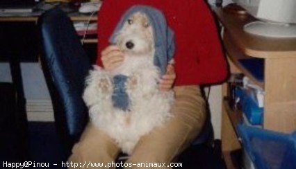 Photo de Fox terrier  poil dur