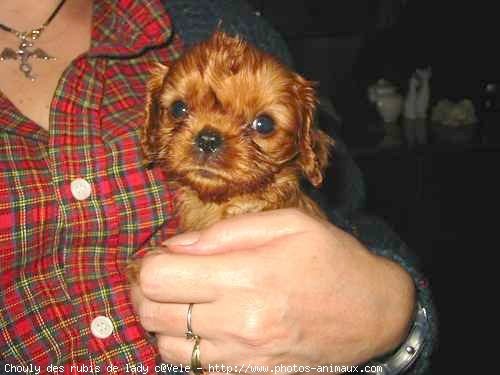 Photo de Cavalier king charles spaniel