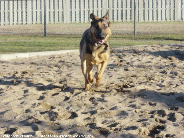 Photo de Berger allemand  poil court