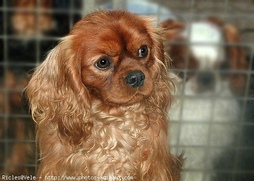 Photo de Cavalier king charles spaniel