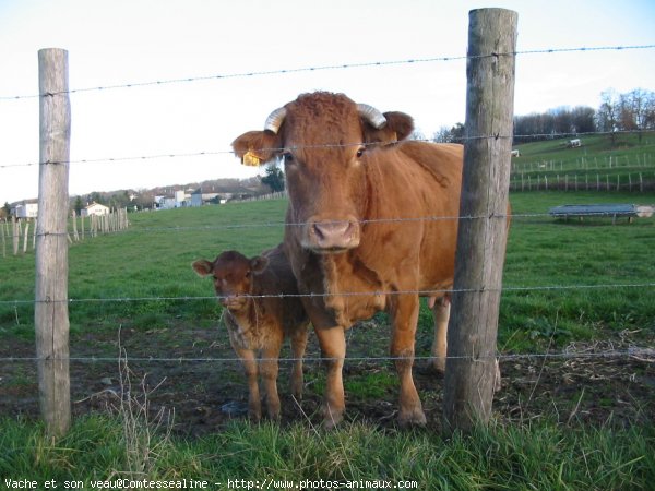 Photo de Vache