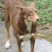 Photo de Border collie