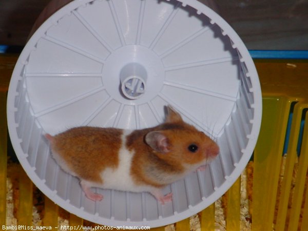 Photo de Hamster