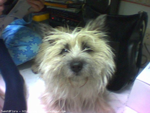 Photo de Cairn terrier