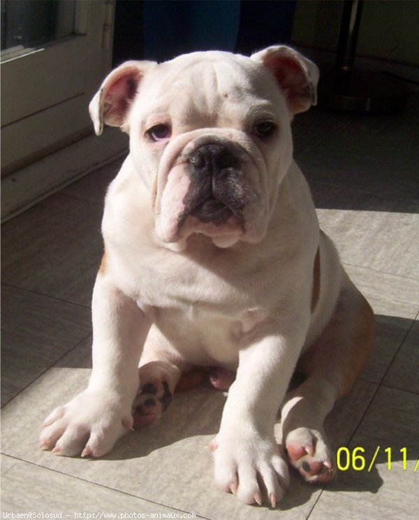 Photo de Bulldog