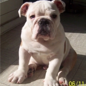 Photo de Bulldog