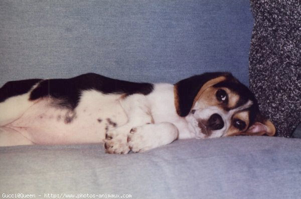 Photo de Beagle