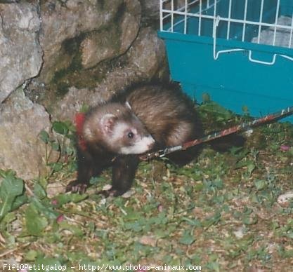 Photo de Furet