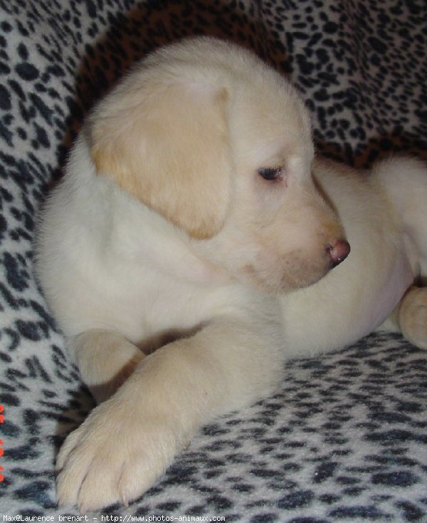 Photo de Labrador retriever