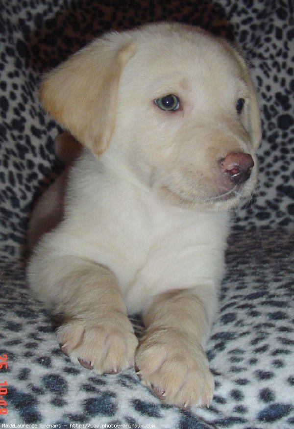 Photo de Labrador retriever