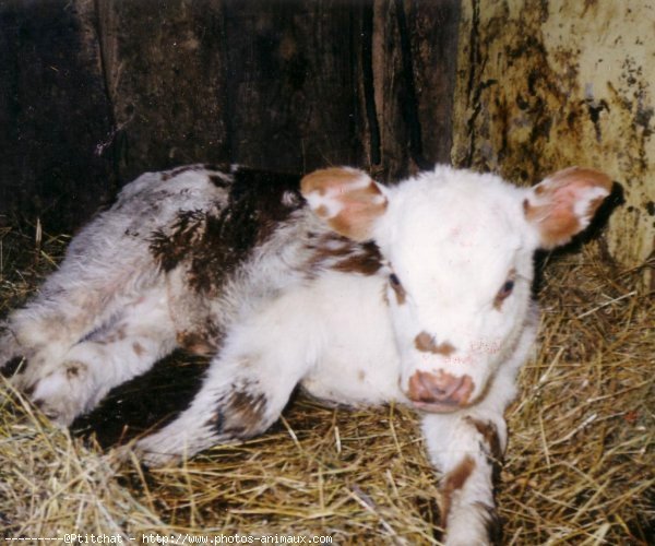 Photo de Veau