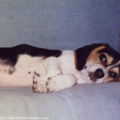 Photo de Beagle