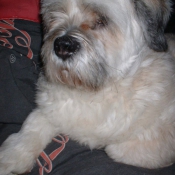 Photo de Lhassa apso