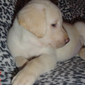 Photo de Labrador retriever