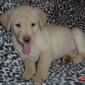 Photo de Labrador retriever