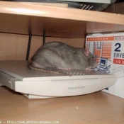 Photo de Rat