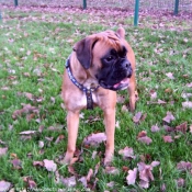 Photo de Boxer