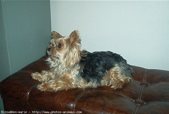 Photo de Yorkshire terrier