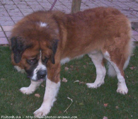 Photo de Saint-bernard poil long