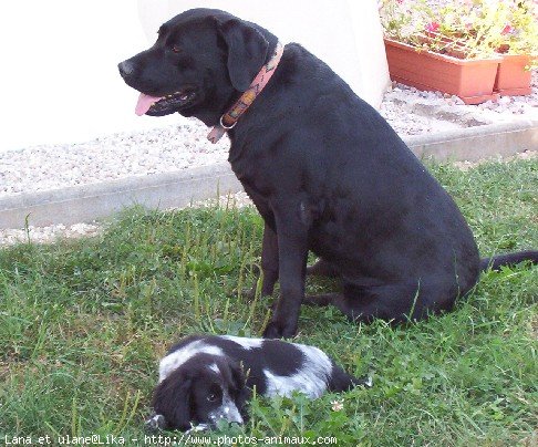 Photo de Labrador retriever