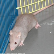 Photo de Rat