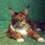 Photo de Maine coon