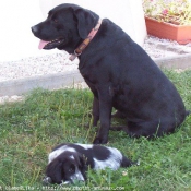 Photo de Labrador retriever