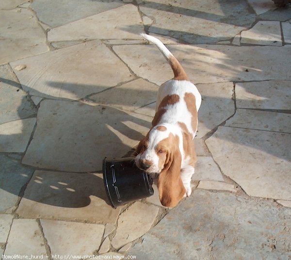 Photo de Basset hound